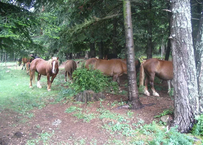 Terralta 2* Campelles