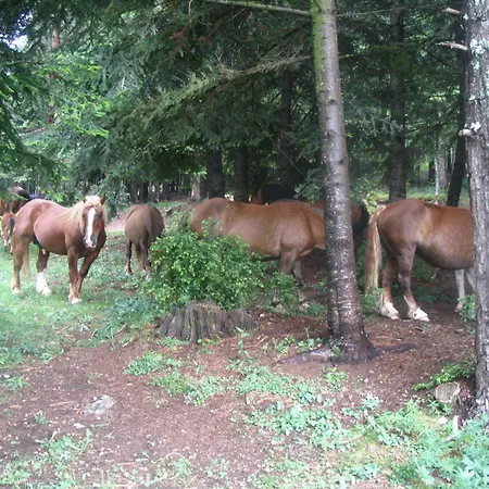 Terralta 2* Campelles