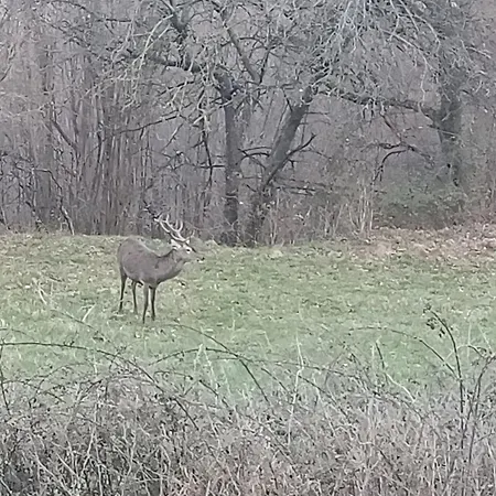 Terralta 2* Campelles